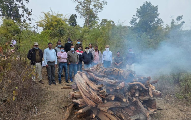 बांधवगढ़ टाइगर रिजर्व में मादा बाघ की मृत्यु, आपसी द्वंद्व की आशंका, SOP के तहत सभी जरूरी कार्रवाई पूरी