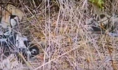 कूनो से आई खुशखबरी: चीता 'आशा ' ने 5 शावकों को दिया जन्म, CM ने शेयर किया वीडियो