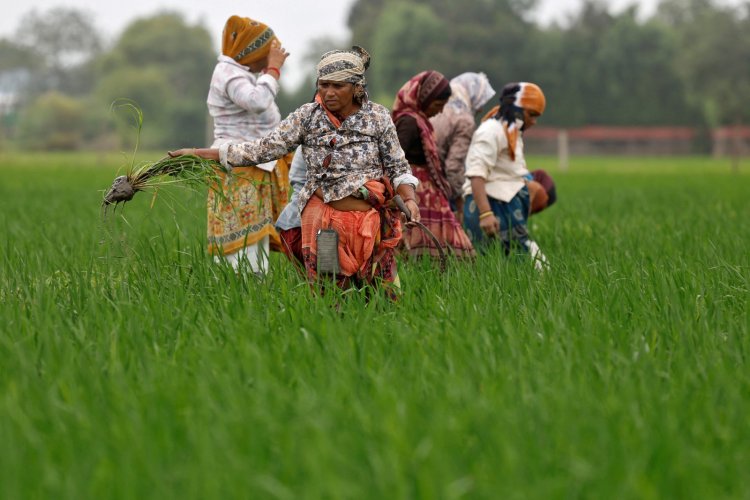 MP News: एमपी के 72 लाख किसानों पर ₹5.35 लाख करोड़ का कर्ज, हर किसान पर औसतन ₹74,420 बकाया