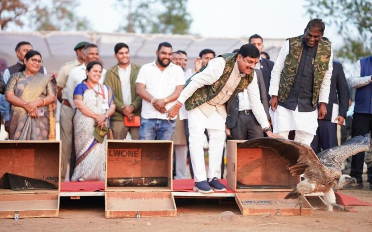 MP CM डॉ. मोहन यादव ने हलाली डैम में 5 दुर्लभ गिद्धों को किया मुक्त
