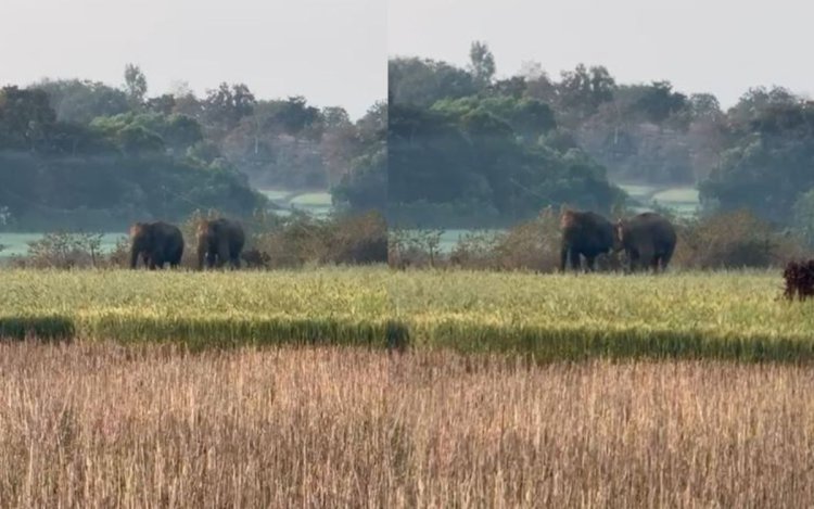 मऊगंज में पहुंचे जंगली हाथी, हनुमना क्षेत्र में दहशत