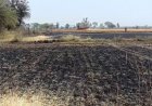 खेत में लगी आग, पकी गेहूं की फसल जलकर राख, लाखों का नुकसान