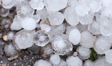 सतना में बारिश के साथ गिरे ओले, फसलों को हुआ नुकसान