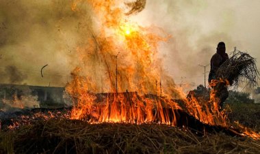 भोपाल में पराली जलाने पर 3 महीने की रोक, उल्लंघन पर होगी FIR