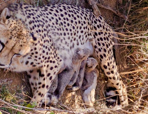 कूनो नेशनल पार्क से फिर आई खुशखबरी: चीता ज्वाला ने 5 शावकों को दिया जन्म, CM ने दी जानकारी