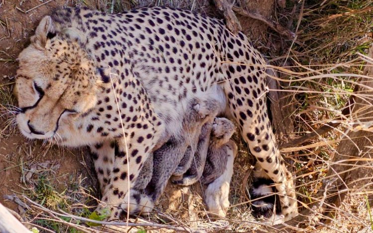 कूनो नेशनल पार्क से फिर आई खुशखबरी: चीता ज्वाला ने 5 शावकों को दिया जन्म, CM ने दी जानकारी