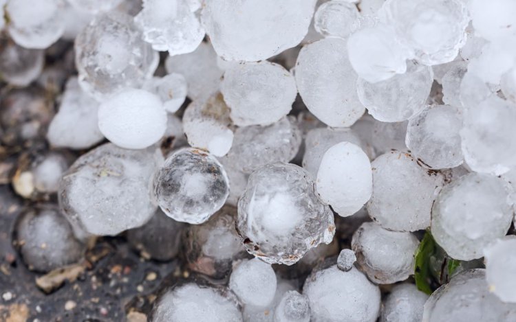 सतना में बारिश के साथ गिरे ओले, फसलों को हुआ नुकसान