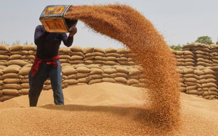 MP में 1 अप्रैल से गेहूं खरीदी शुरू, इस बार किसानों को मिलेगा बोनस का लाभ