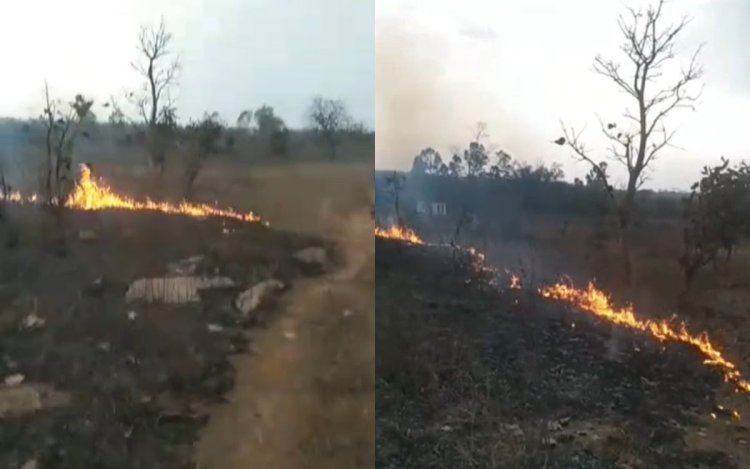 मऊगंज के मदराबल जंगल में लगी भीषण आग, मचा हड़कंप