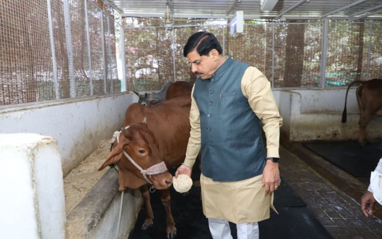 61 के हुए CM मोहन यादव, दिन की शुरुआत गौपूजन से कर दिया आस्था का संदेश  