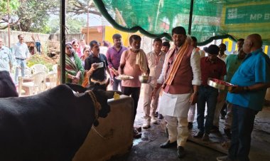 मऊगंज में प्रभारी मंत्री ने द्वारिका गौशाला में की सेवा, लखन पटेल ने गायों को खिलाई गुड़ रोटी