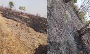 मऊगंज के बीला जंगल में लगी भीषण आग, फायर ब्रिगेड नहीं पहुंचने से करोड़ों की वन संपदा जलकर खाक 