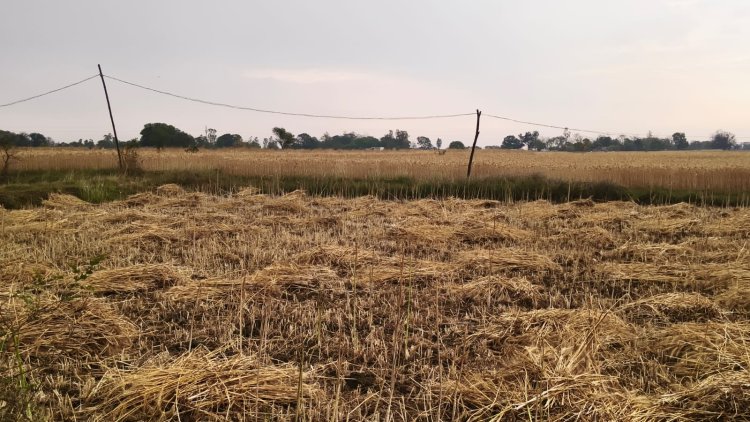 मऊगंज-रीवा में बेमौसम बारिश और ओलावृष्टि से फसलों को नुकसान