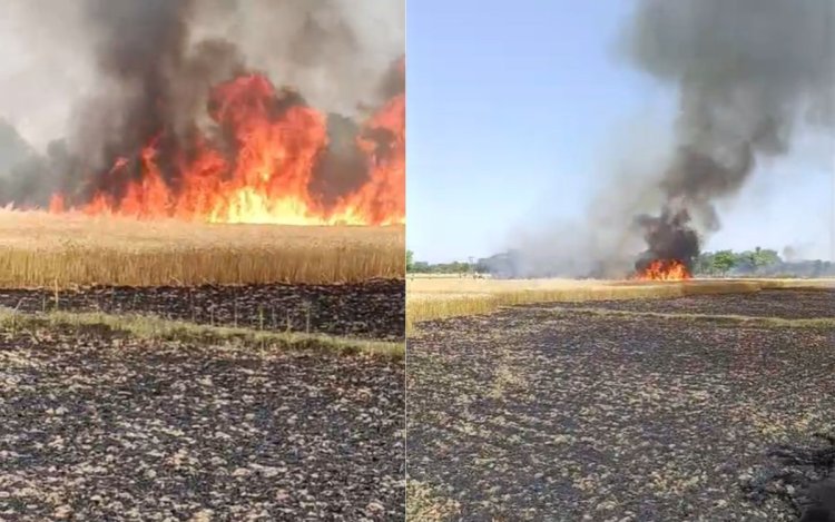 ट्रांसफार्मर से निकली चिंगारी से 10 एकड़ गेहूं की फसल जलकर राख
