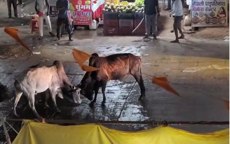 सांडों की भिड़ंत से सड़क पर मचा हड़कंप,15 मिनट तक चलती लड़ाई का वीडियो वायरल