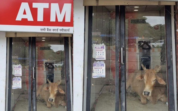ATM में घुसा सांड, सुरक्षा व्यवस्था पर उठे सवाल