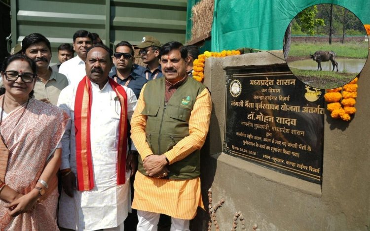 CM डॉ. मोहन ने कान्हा टाइगर रिजर्व में 4 जंगली भैसों को छोड़ा, बढ़ेगा ईको-सिस्टम और टूरिज्म
