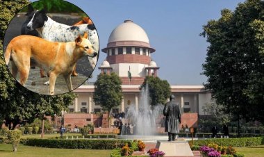 'खतरनाक कुत्तों को दें मौत का इंजेक्शन': डॉग अटैक मामले में SC का फैसला, स्कूल-अस्पतालों के आसपास से भी हटेंगे आवारा कुत्ते