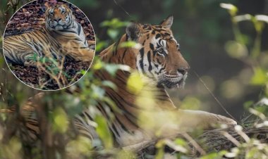 कान्हा टाइगर रिज़र्व में लोकप्रिय बाघ ‘महावीर’ की संदिग्ध मौत से मचा हड़कंप