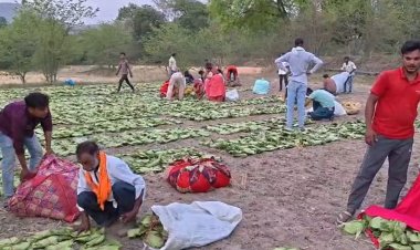 रायसेन: तेंदूपत्ता खरीदी में खुली मनमानी! 100 गड्डियों पर 5 गड्डियां फ्री, नहीं दो तो रोक दी जाती है गिनती