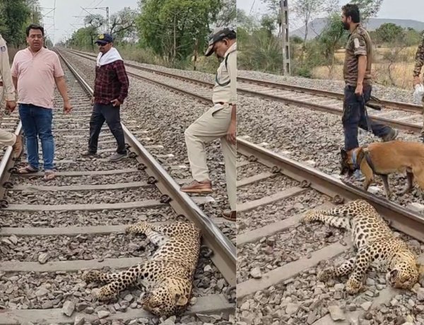 ट्रेन की चपेट में आने से तेंदुए की मौत, सतना तिघरा फाटक के पास पटरी पर मिला शव