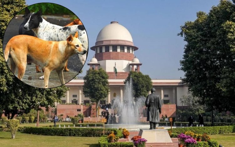 'खतरनाक कुत्तों को दें मौत का इंजेक्शन': डॉग अटैक मामले में SC का फैसला, स्कूल-अस्पतालों के आसपास से भी हटेंगे आवारा कुत्ते