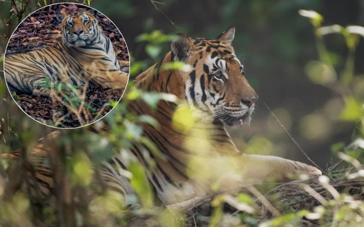 कान्हा टाइगर रिज़र्व में लोकप्रिय बाघ ‘महावीर’ की संदिग्ध मौत से मचा हड़कंप