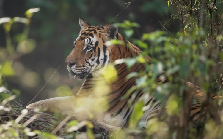 कान्हा टाइगर रिजर्व के मशहूर बाघ 'महावीर' की संदिग्ध मौत, दो महीने में 8 बाघों की गई जान