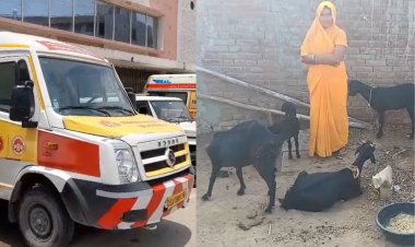 रीवा: शव वाहन से 6 बकरियों की चोरी, चालक गिरफ्तार, दो आरोपी फरार