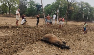 बिजली विभाग की लापरवाही बनी जानलेवा,करंट से गाय की मौत