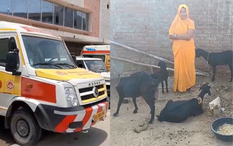 रीवा: शव वाहन से 6 बकरियों की चोरी, चालक गिरफ्तार, दो आरोपी फरार