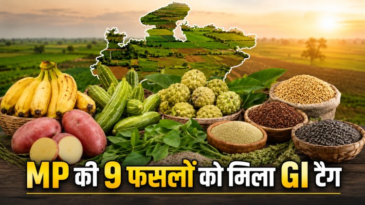 इंदौरी आलू से लेकर सिवनी के सीताफल तक MP की इन 9 फसलों को मिला GI टैग