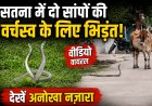सतना में दिखा अनोखा नजारा: गार्डन में वर्चस्व के लिए भिड़े दो सांप