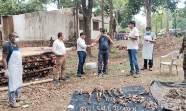 चौकीदार ही निकला बाघ का शिकारी लाश पर उग आई थी घास