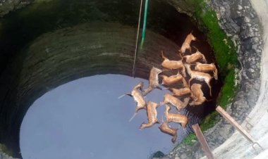 कुत्ते से बचने कुएं में गिरे 13 हिरण मौत