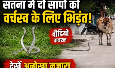 सतना में दिखा अनोखा नजारा: गार्डन में वर्चस्व के लिए भिड़े दो सांप