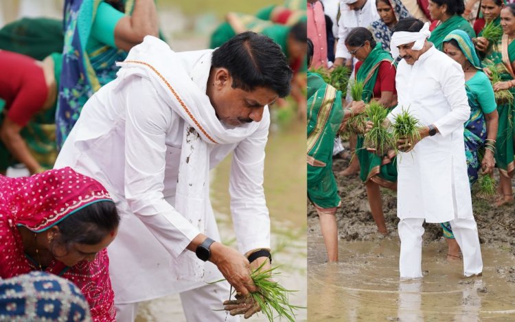 CM डॉ. मोहन यादव ने किसानों के साथ खेत में रोपा धान, सिवनी में धान महोत्सव का शुभारंभ