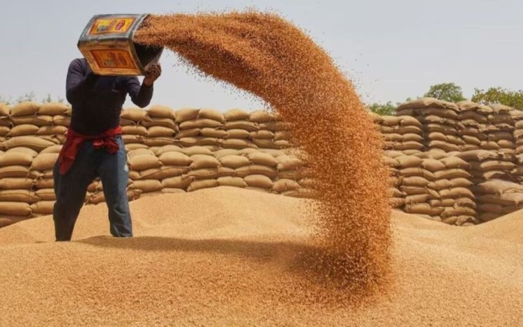 मध्य प्रदेश में रिकॉर्ड 1.04 करोड़ मीट्रिक टन अनाज का उपार्जन