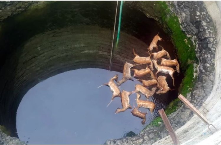 कुत्ते से बचने कुएं में गिरे 13 हिरण मौत