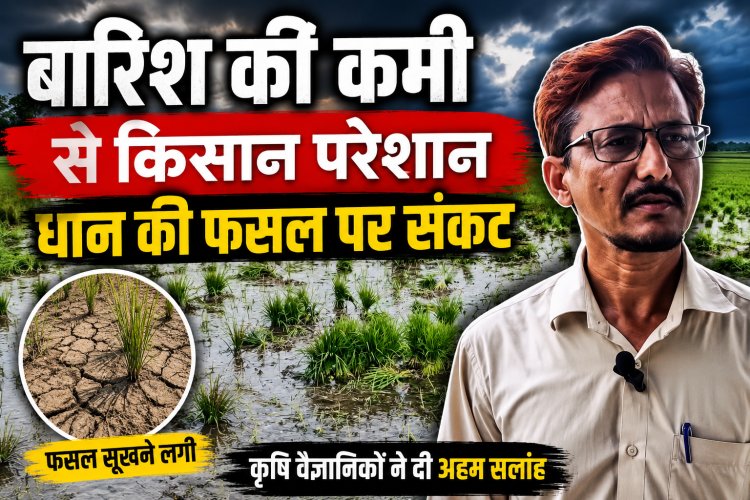 बारिश नहीं होने से किसान परेशान, धान की फसल पर संकट गहराया