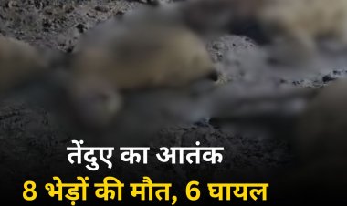 सतना में तेंदुए का आतंक, एक ही रात में 8 भेड़ों का किया शिकार, 6 घायल