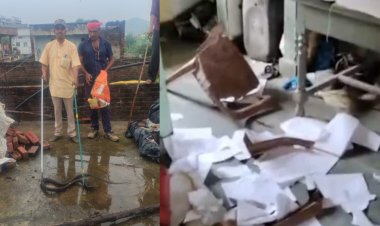 घर में घुसा विशाल धामन सांप, मचा हड़कंप