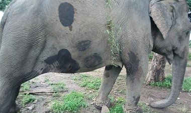 Satpura Tiger Reserve में मादा हाथी Smita की मौत, नर हाथी Krishna के हमले की आशंका