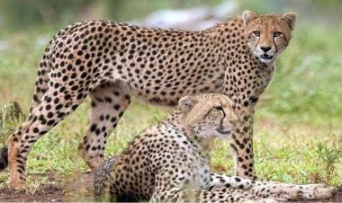 कूनो के फील्ड डायरेक्टर उत्तम शर्मा का ‘दिमागी नक्सल’ पोस्ट चर्चा में, वन्यजीव कार्यकर्ताओं पर उठे सवाल
