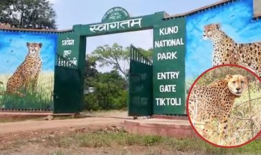 Missing Kuno Cheetah Found : 21 दिन बाद मिली चीता निर्वा, जंगल में तलाश के दौरान मिली लोकेशन