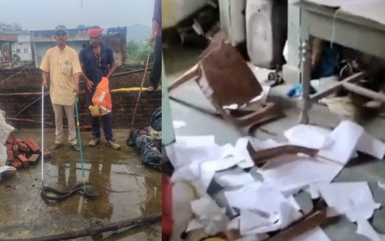 घर में घुसा विशाल धामन सांप, मचा हड़कंप