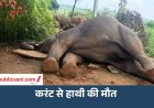 मऊगंज में हाथी जोड़े की सुरक्षा में चूक: हाथी की मौत के बाद दूसरा हाथी आक्रामक, क्षेत्र में दहशत