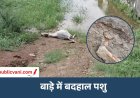 Rewa News : महुआ टोला में पशुओं की दुर्दशा, कई गाए और बछड़े की मौत की खबर