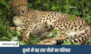 Kuno National Park : कूनो में जन्मी मादा चीता ने जन्में 4 शावक, भूपेंद्र यादव ने कहा - चार साल और चार नए जीवन