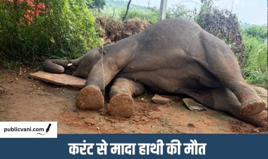 मऊगंज में हाथी जोड़े की सुरक्षा में चूक: हथिनी की मौत के बाद दूसरा हाथी आक्रामक, क्षेत्र में दहशत